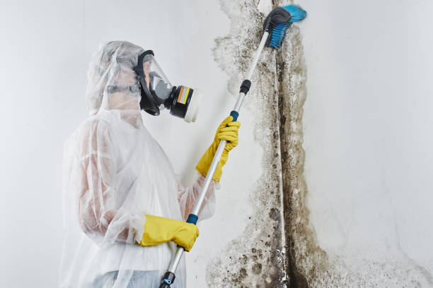 Best Residential Mold Removal  in Lynwood, IL