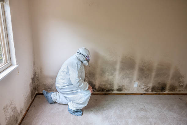 Mold Removal and Inspection in Lynwood, IL