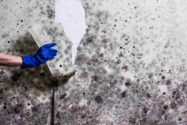 Best Attic Mold Removal  in Lynwood, IL