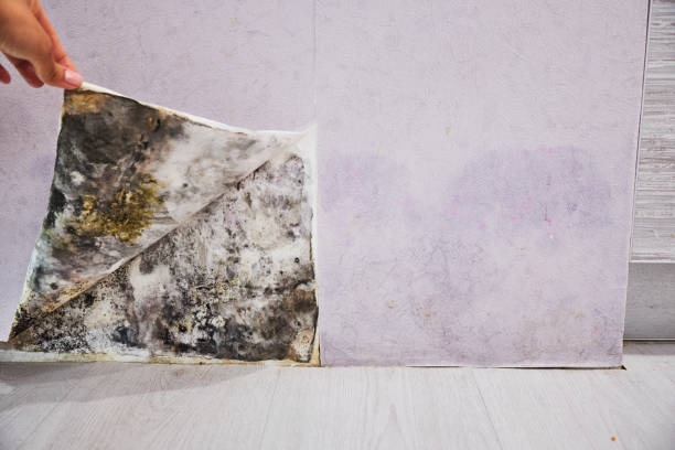 Best Emergency Mold Removal  in Lynwood, IL